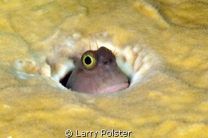 Blenny in a brain coral by Larry Polster 